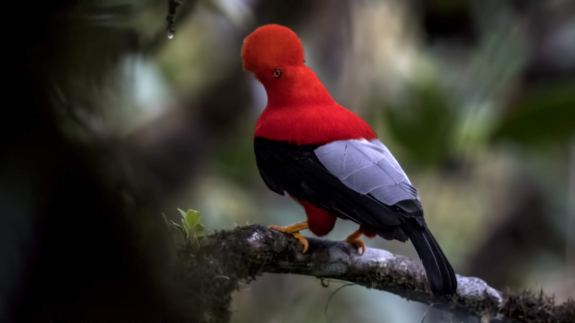 Andean Cock-of-the-rock